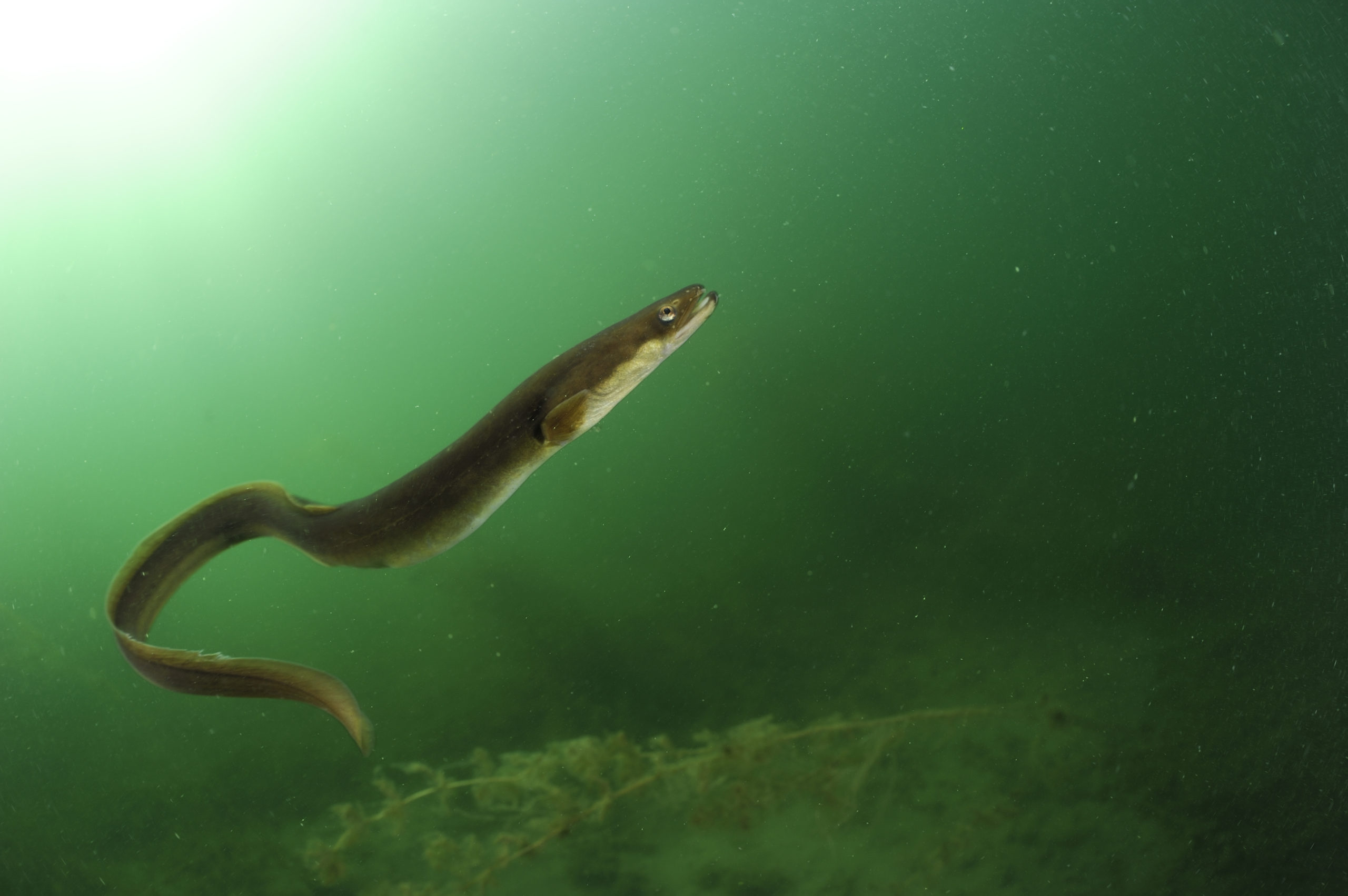 A photograph of a European eel in a paper about freshwater biodiversity.