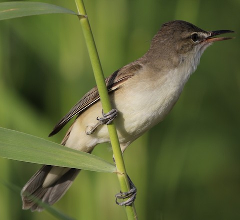 A photograph of a Basra reed warbler in its natural freshwater habitat.
