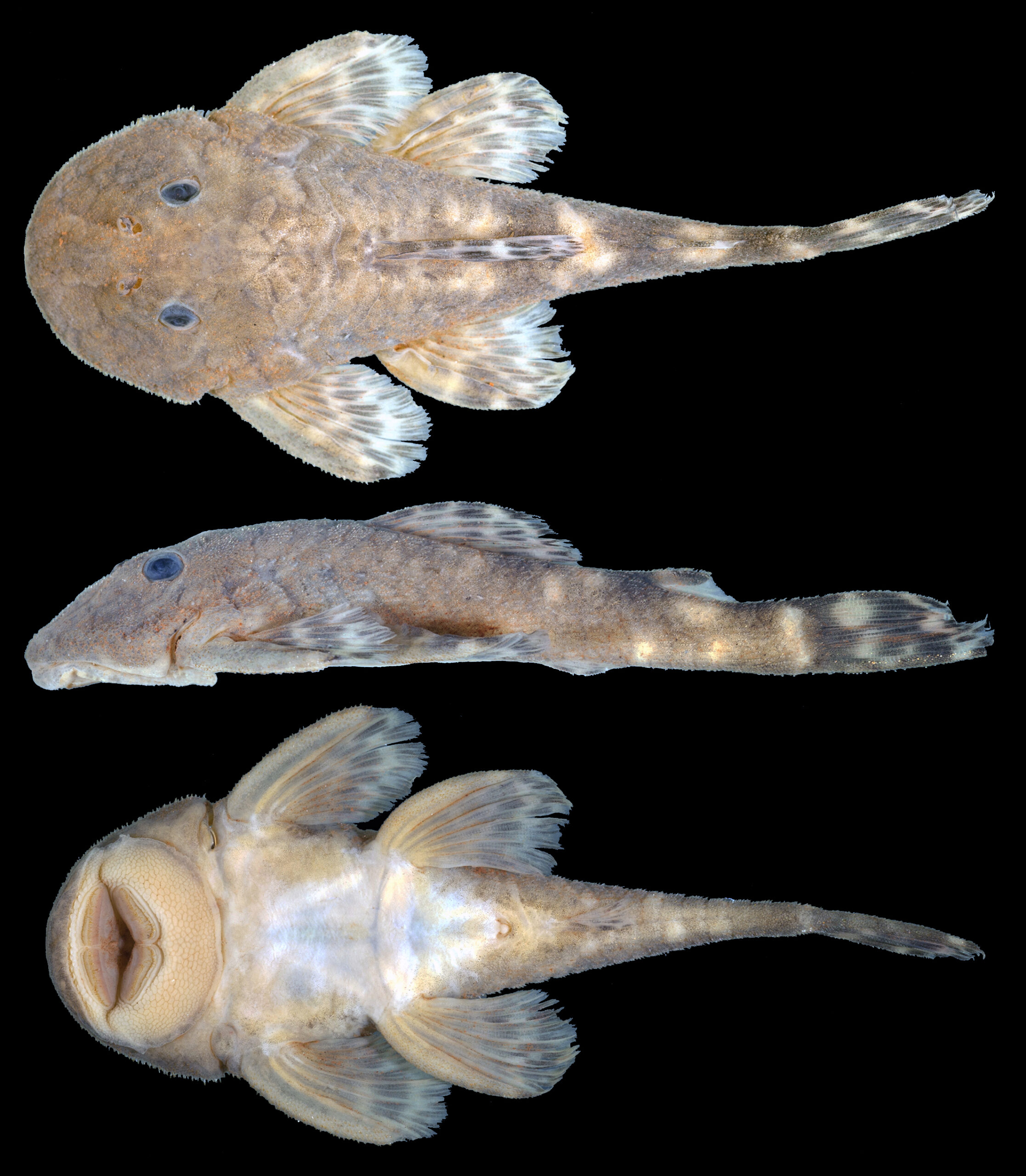 Dwarf holotype by Roberto Reis.