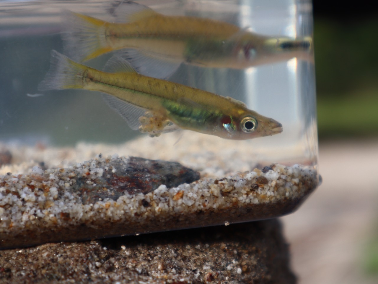 A photograph of the Kalimpa’a ricefish, discovered by Abdul Gani, in a tank.