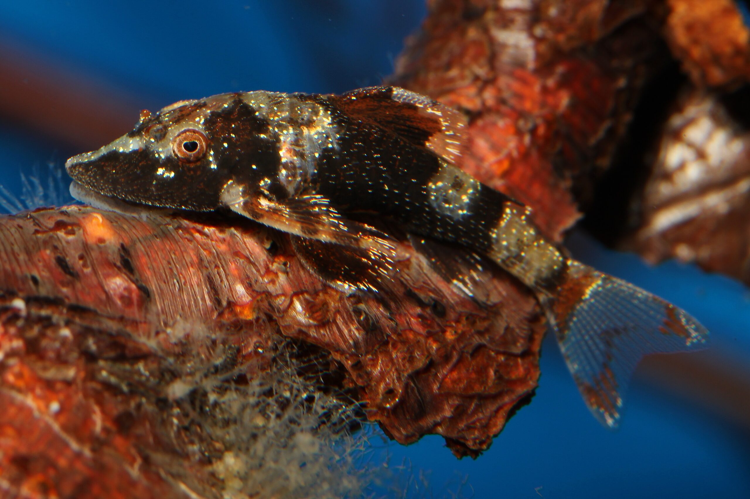 A photograph of Rhinotocinclus isabelae, discovered by Roberto Reis.