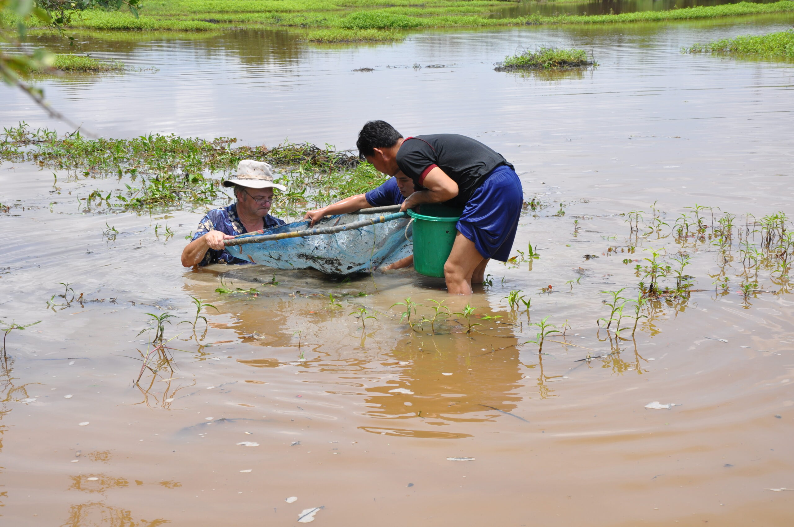 A photograph of Maurice Kottelat submerged in water, holding a net being passed to another man only knee deep.