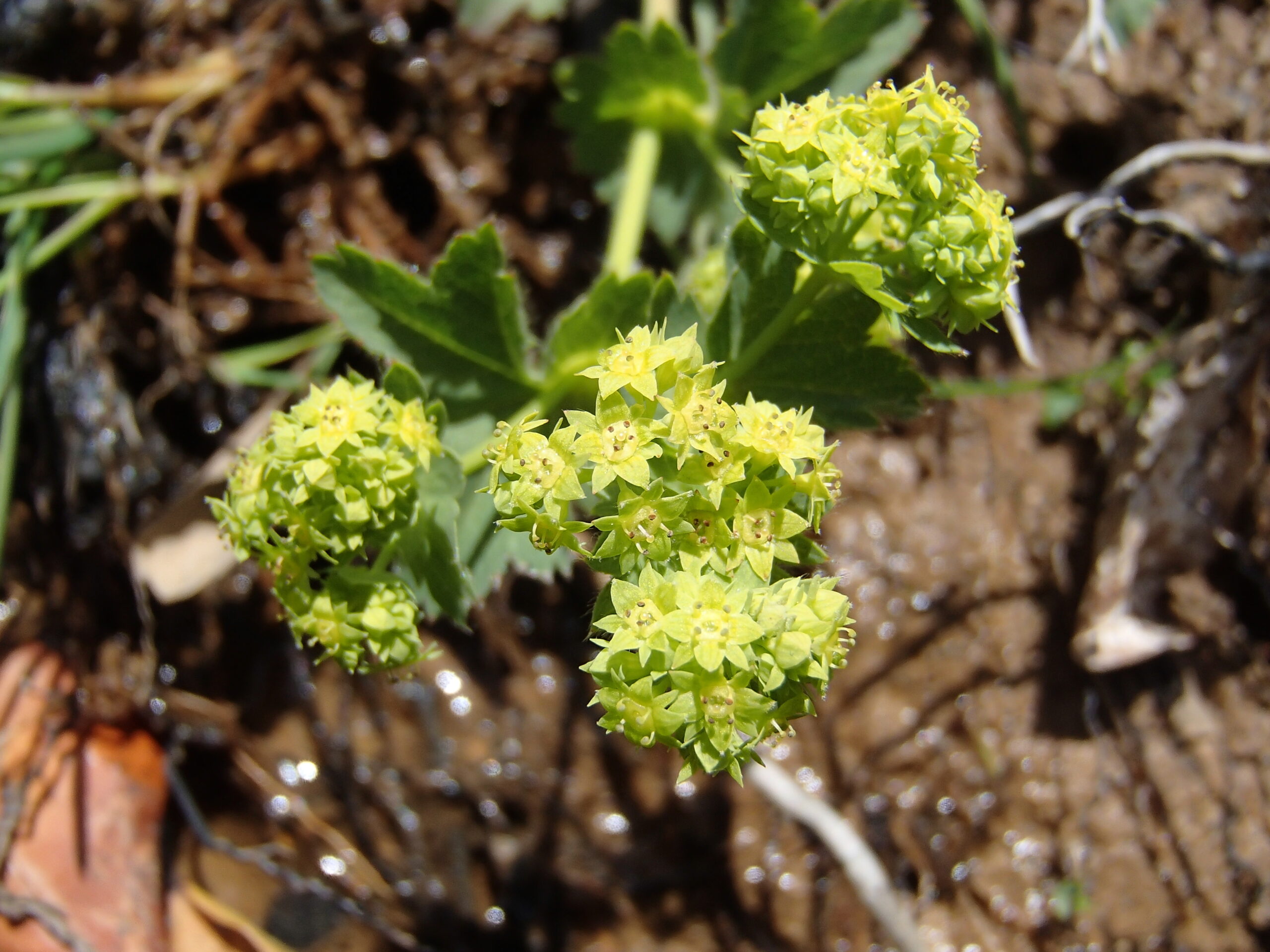 A photograph of the Diadem lady’s mantle plant, green spiky leaves in a star shape.