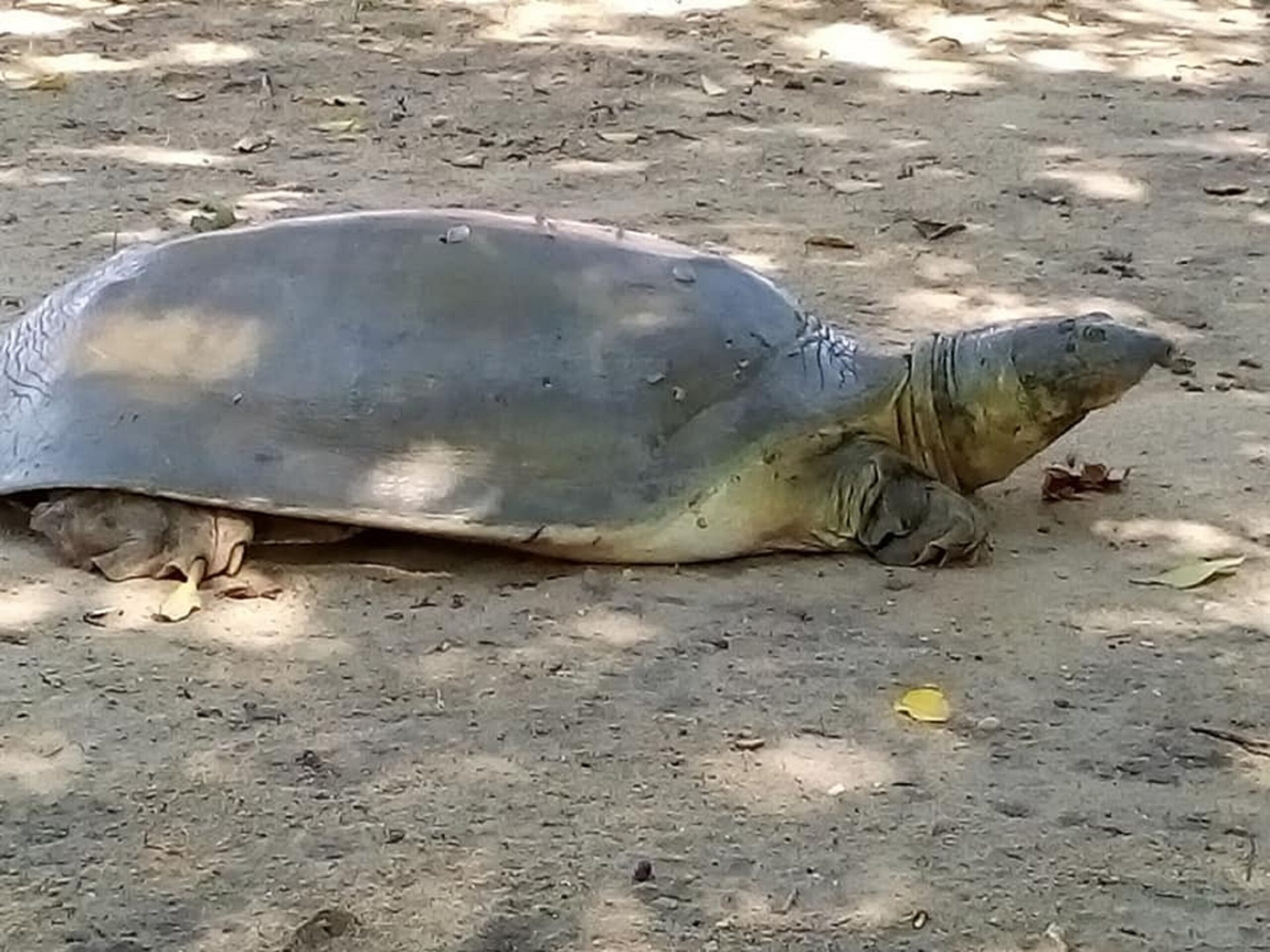 A photograph of the Nubian flapshell turtle, a large grey-brown smooth turtle, in the wild.