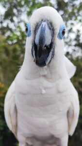 A cockatoo, white with orange crest, looking straight into the camera with its mouth open. Conservation southeast asia. Credit: Mike Baltzer