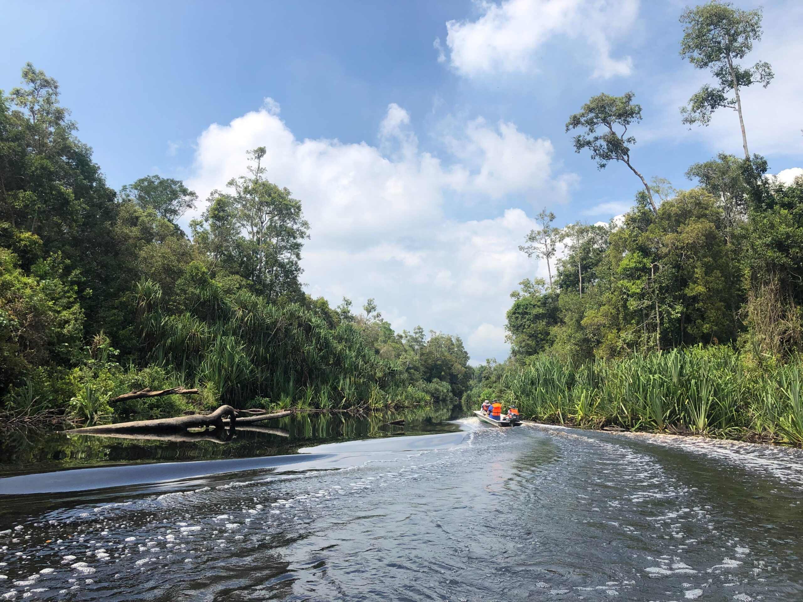 Malaysian peatswamp © Félix Feider