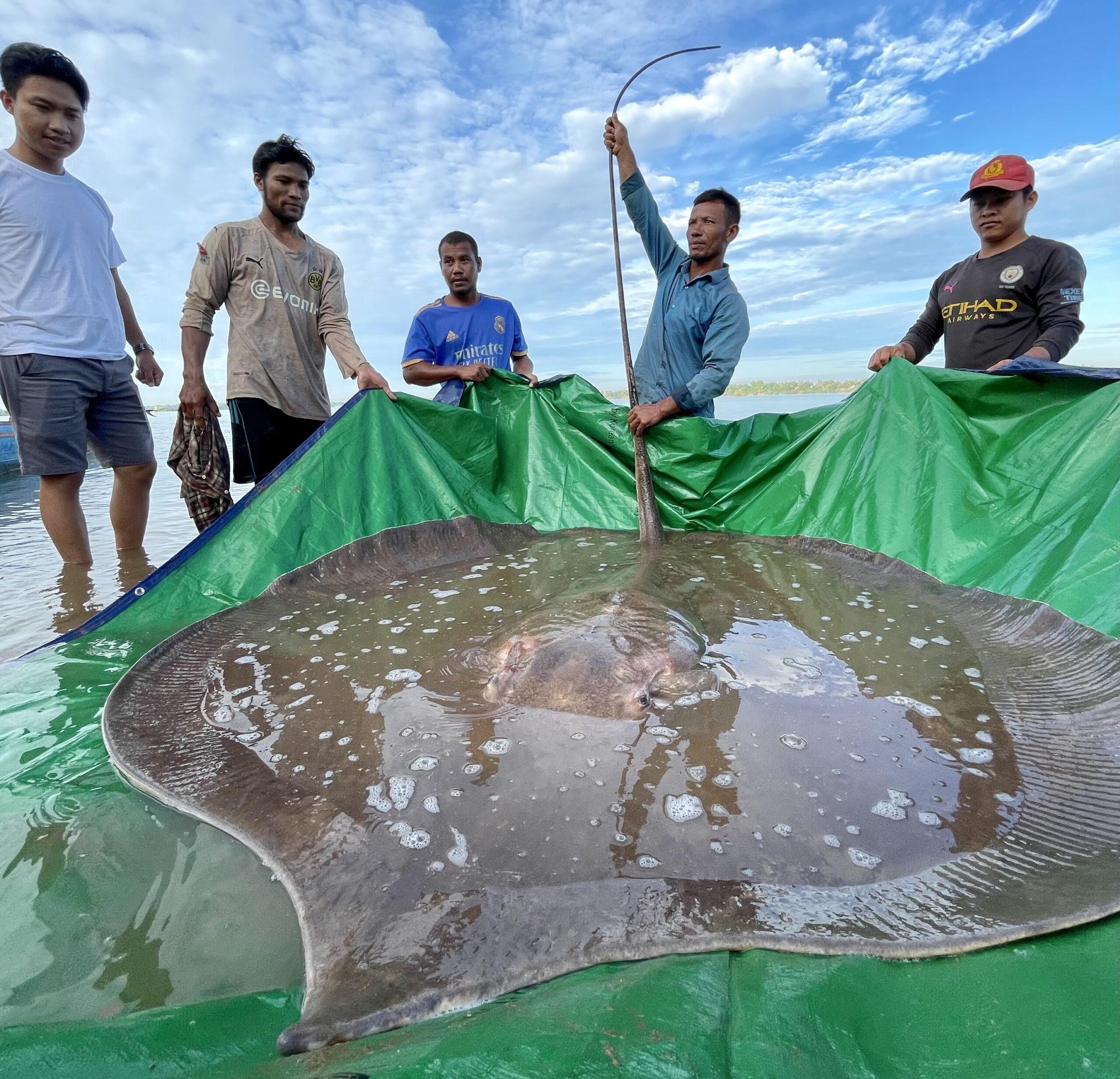A green tarpaulin being held by five men ankle-deep in water. On the tarpaulin is a large stingray.