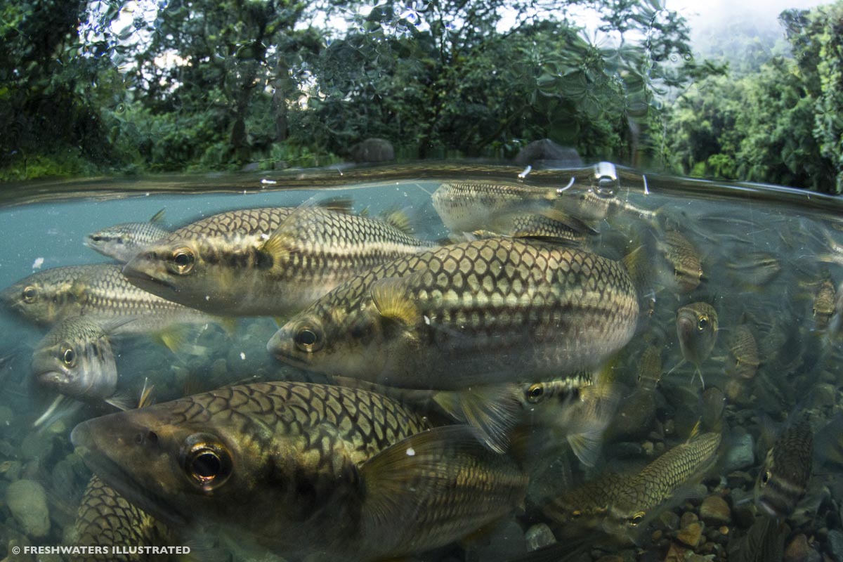 A photograph taken half above water and half below, with a shoal of grey fish in the foreground and plants in the background.