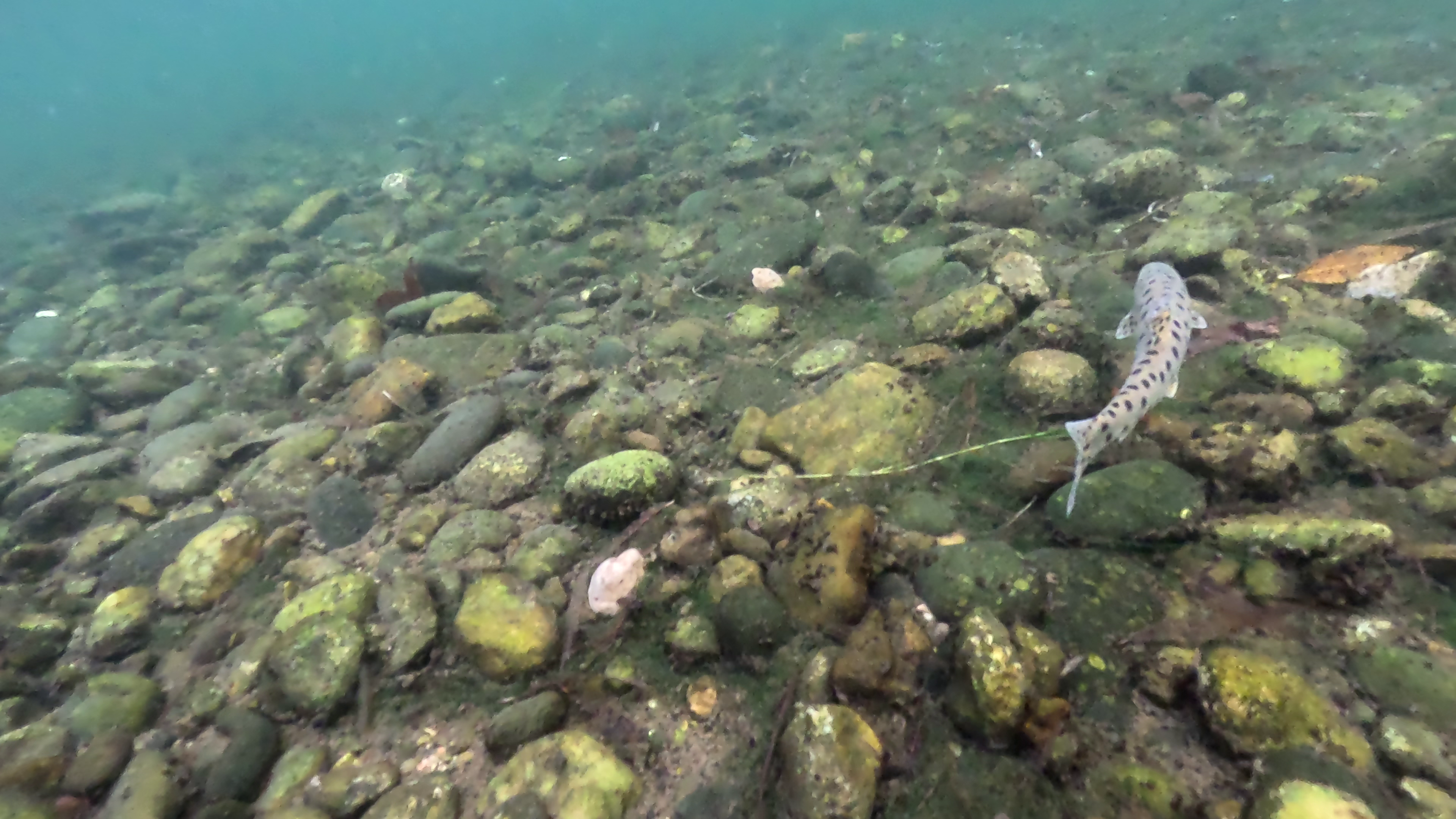 A leopard spotted fish underwater.