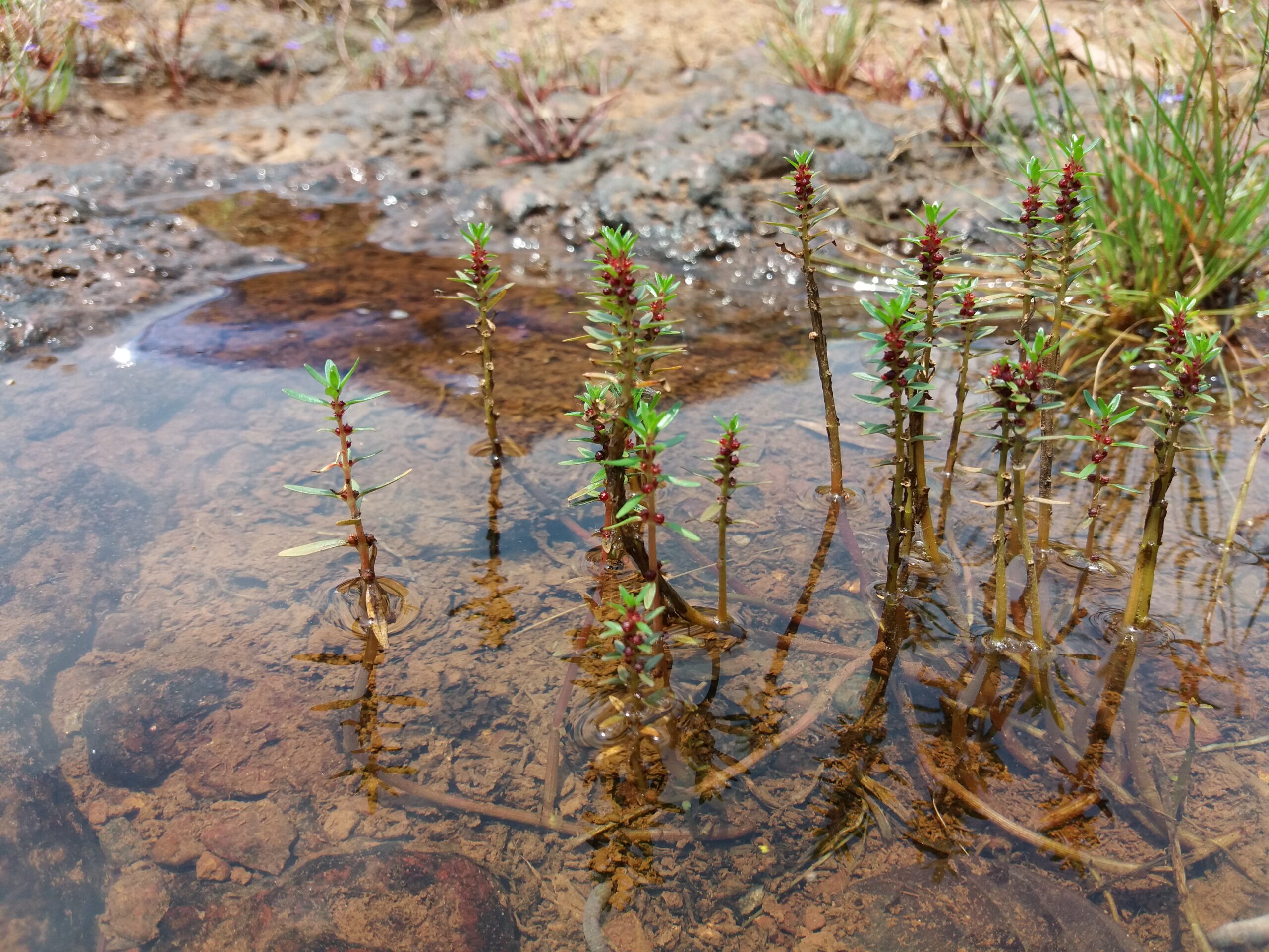 A photograph of malabar rotala, a freshwater plant with lots of small, long and thin green leaves and small red and pink flowers.