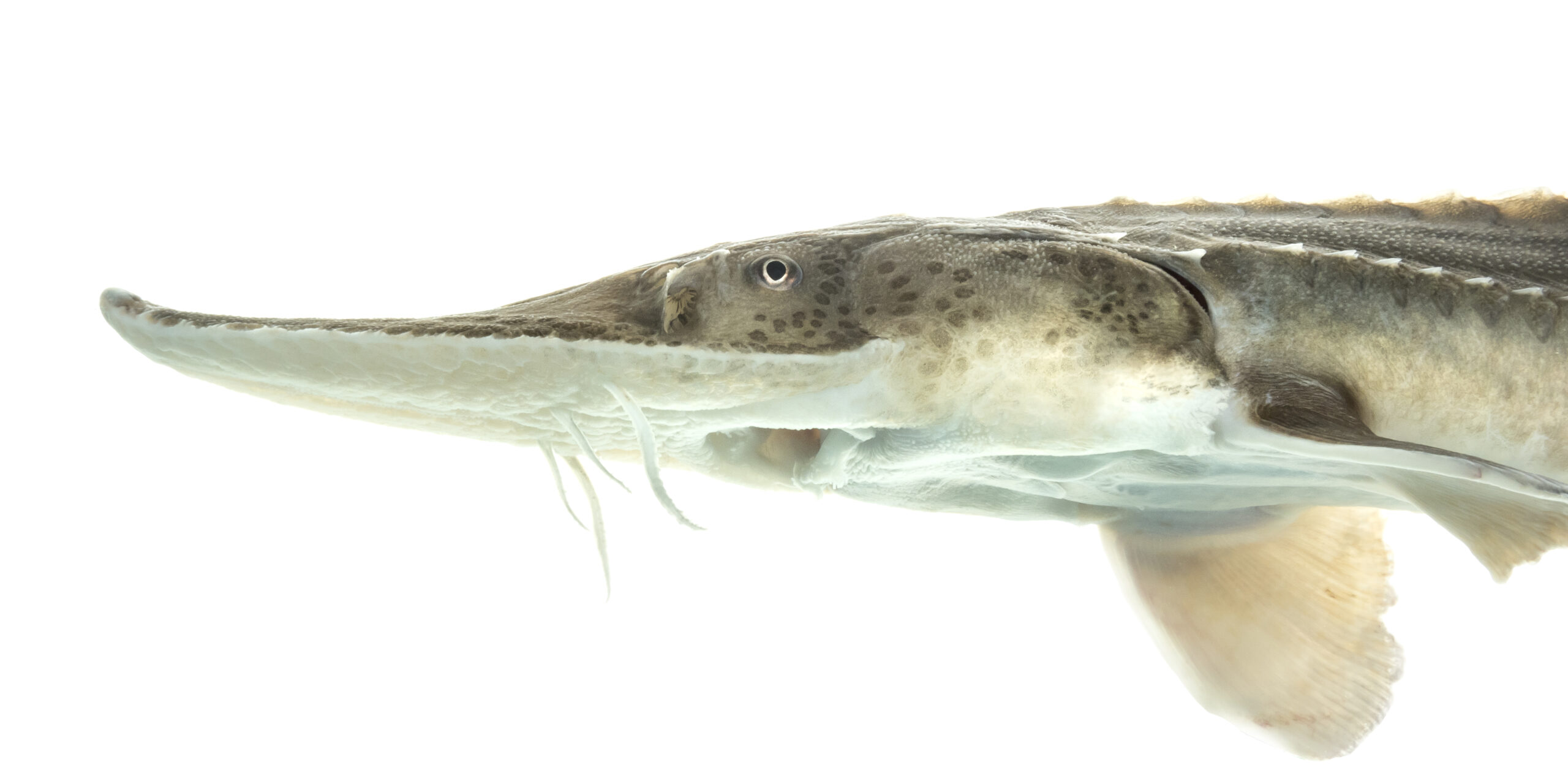 Scaphirhynchus albus © Sam Stukel