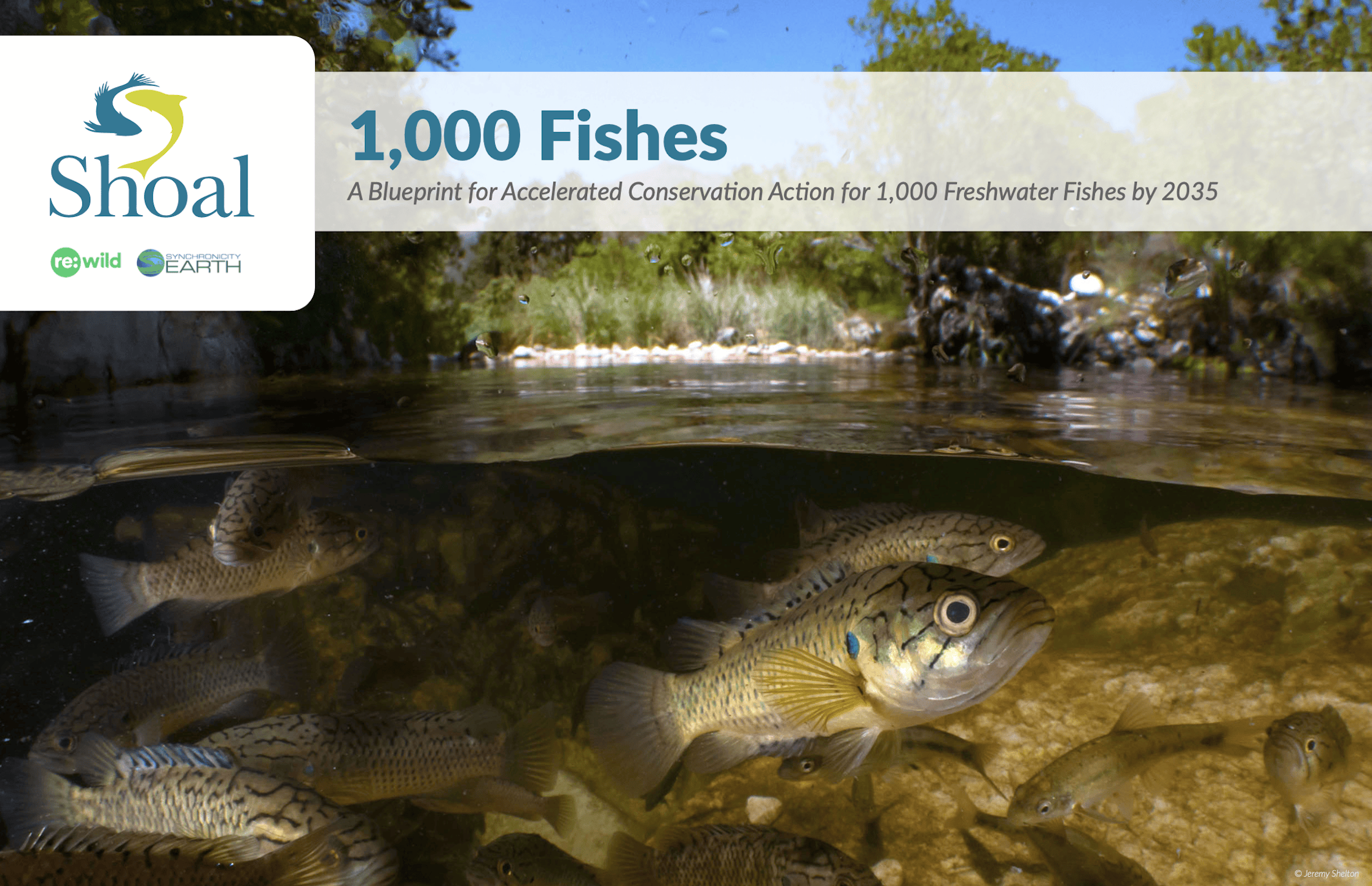 SHOAL Blueprint for 1,000 Fishes