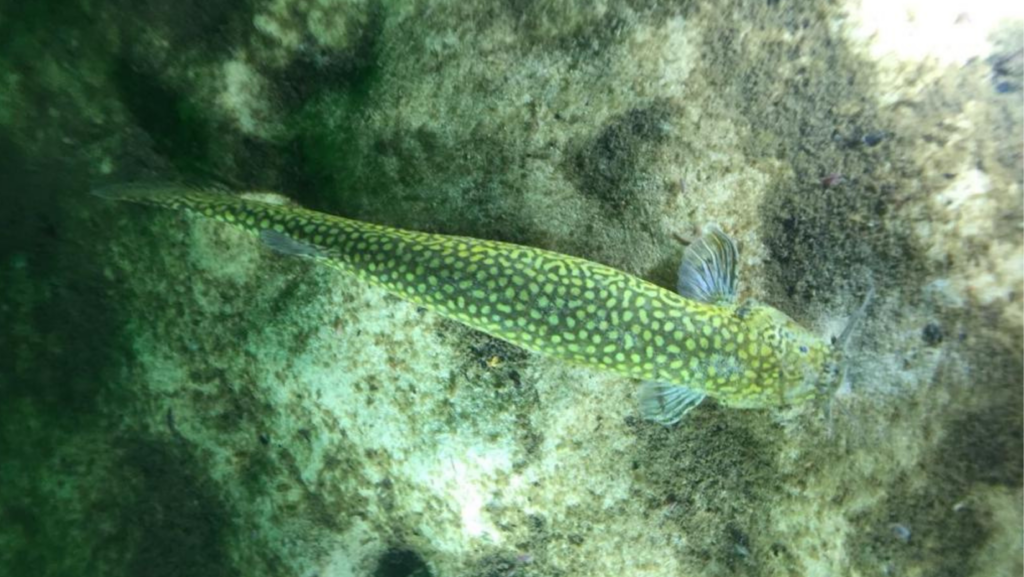 Eremophilus mutisii