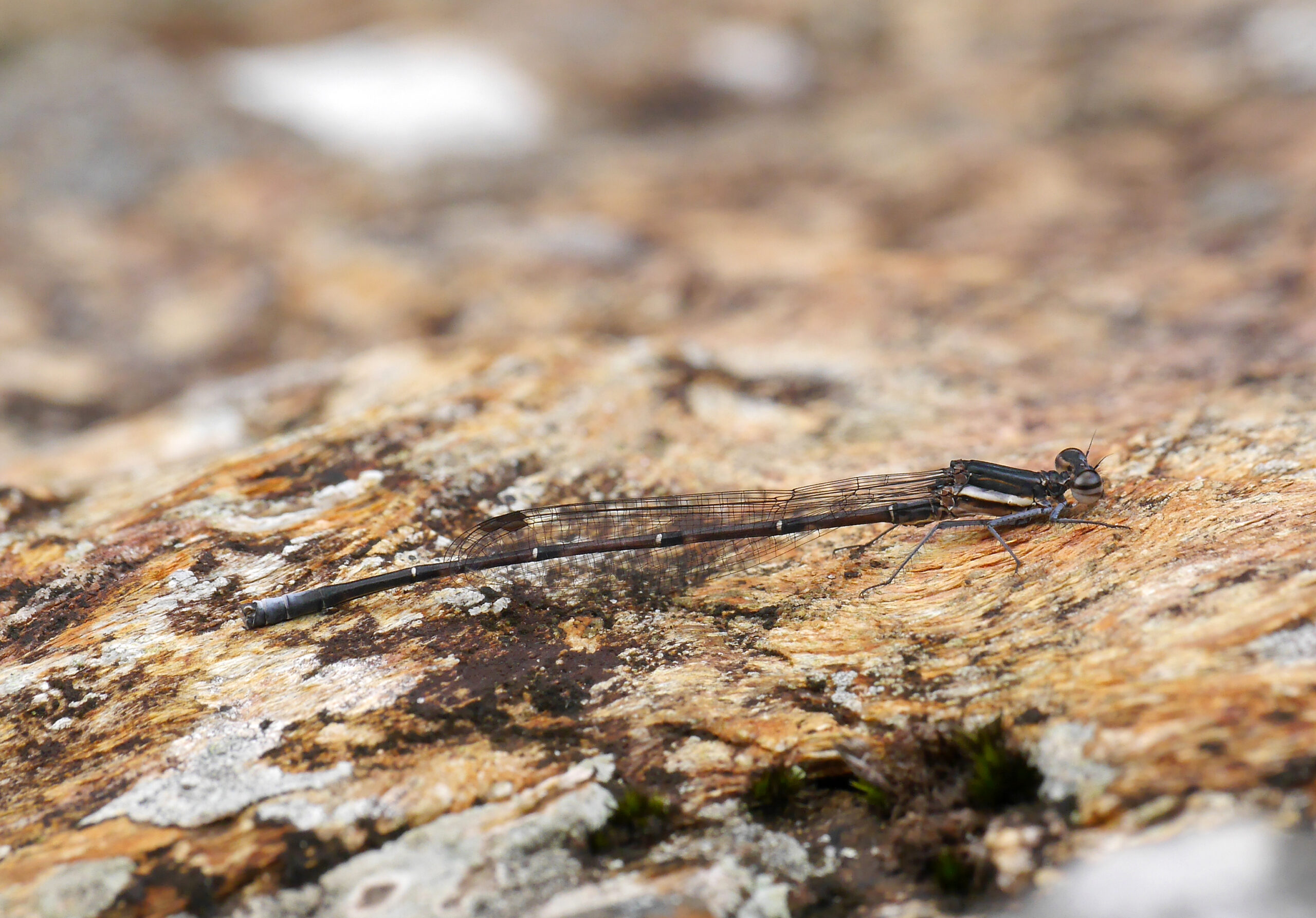 A photograph of a rock threadtail, a long black insect with very delicate wings.