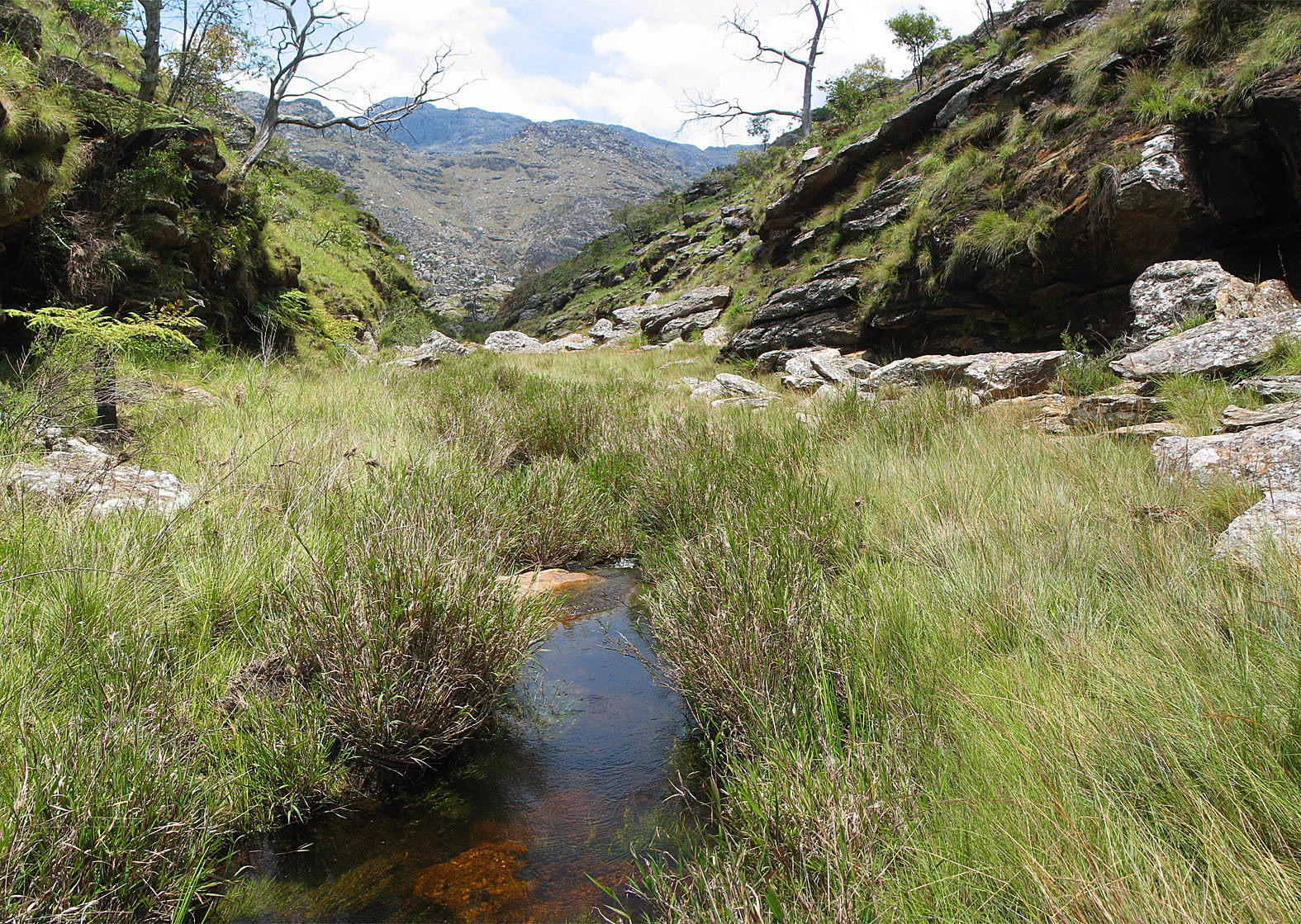 A photograph of the rock threadtail’s habitat, grassy mountains surrounding a stream.