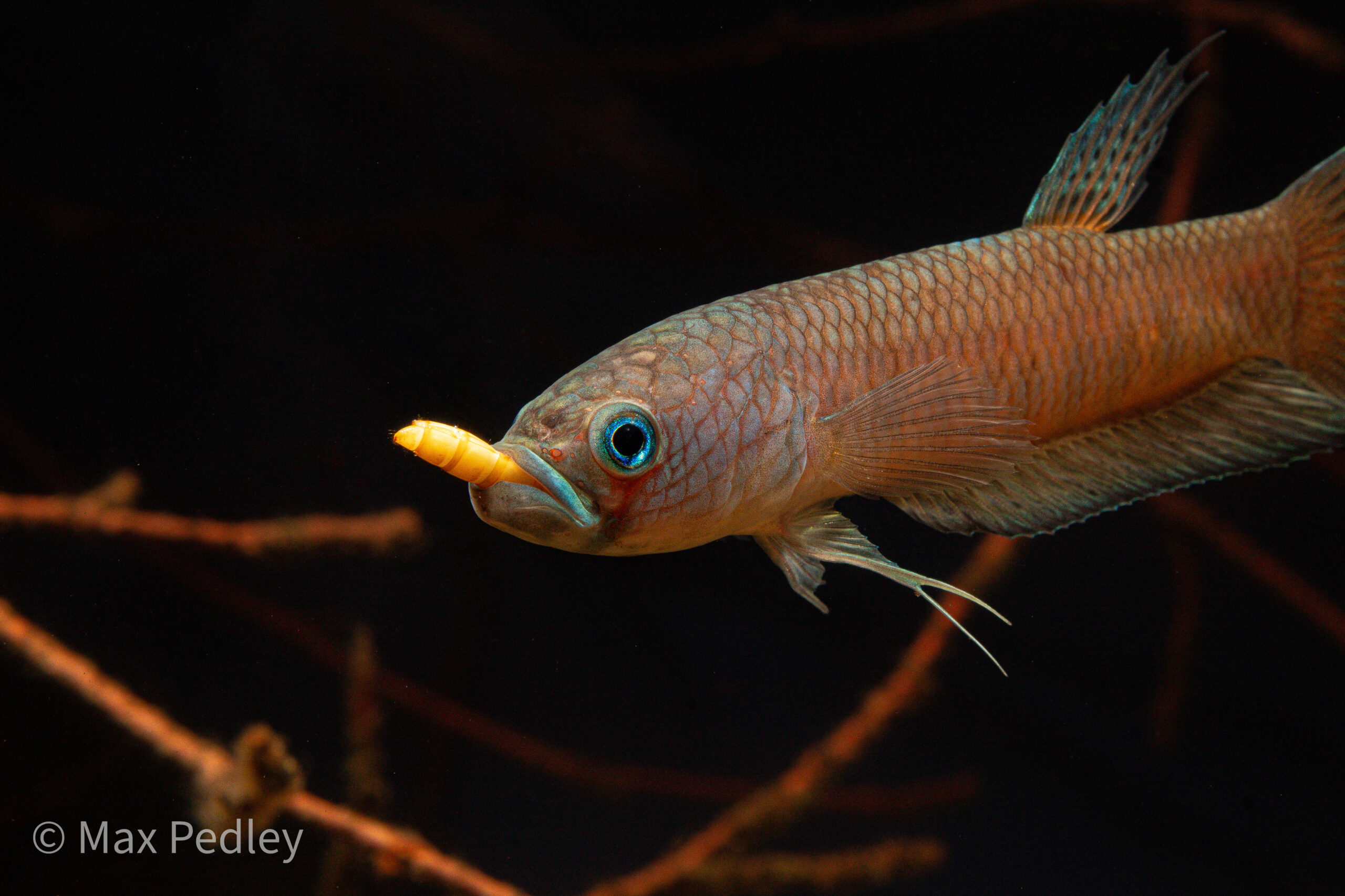 Betta patoti © Max Pedley