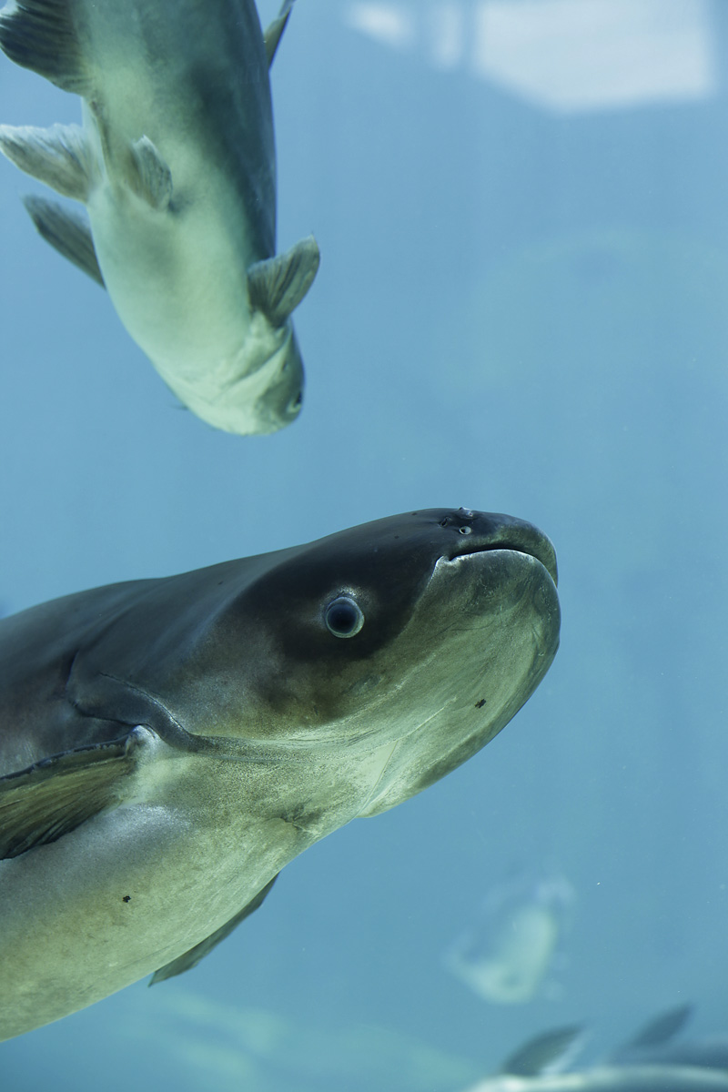 Two large grey fish underwater.