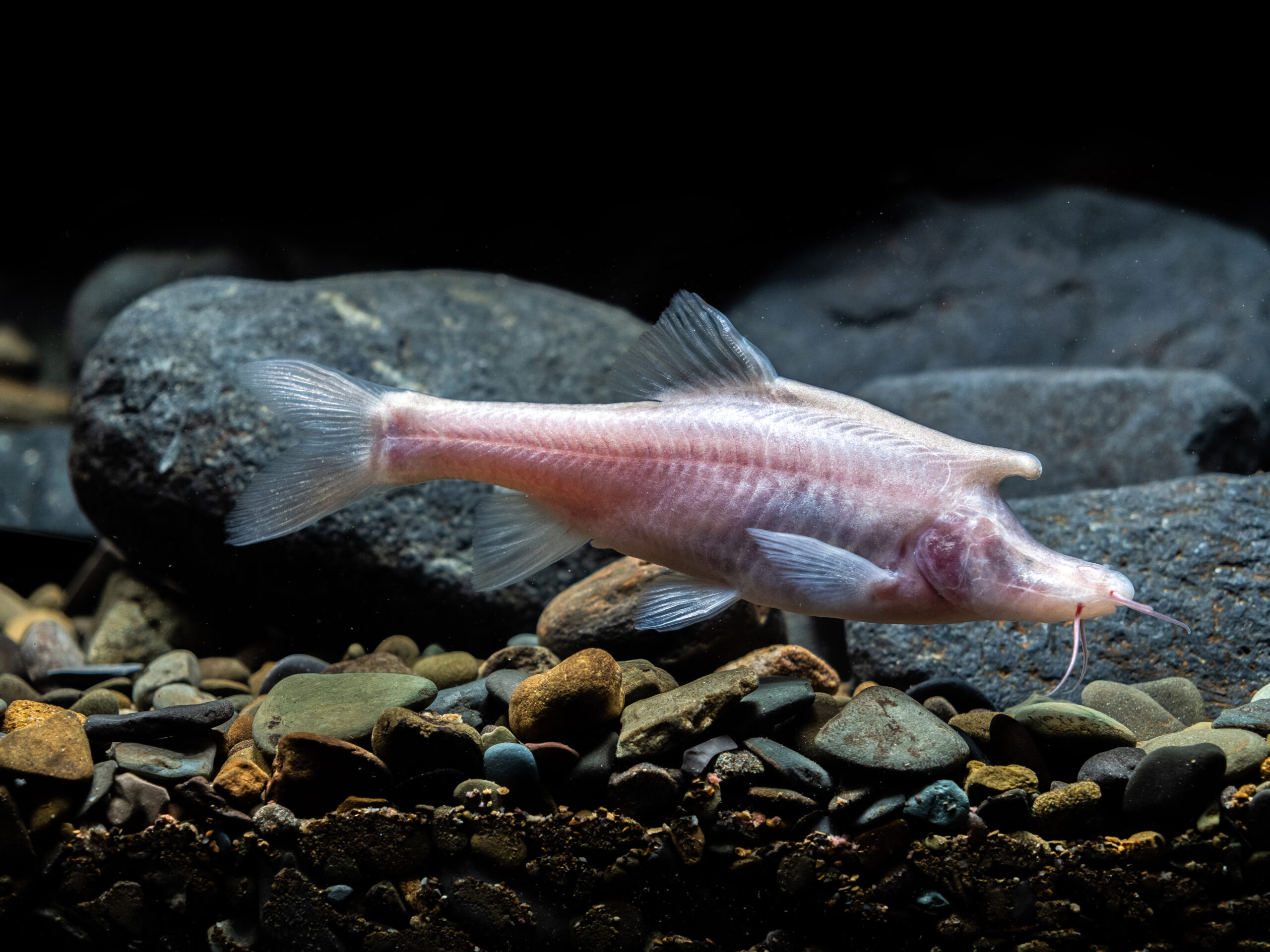 A photograph of a pink flesh coloured fish with no eyes and a horn protruding.