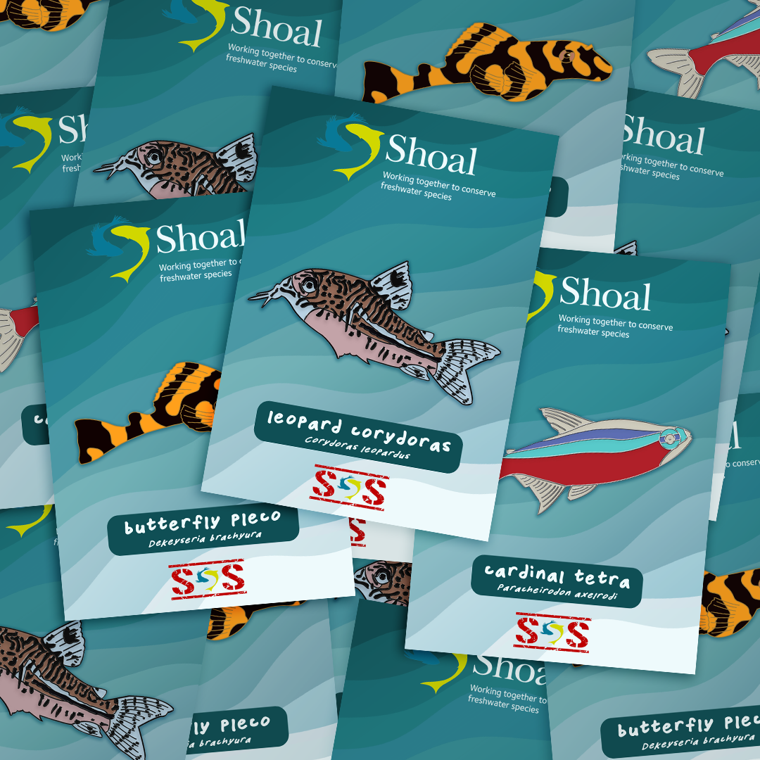 A blue pin card with a brown fish with black stripes on it, along with the text "leopard corydoras, corydorus leopardus" on it, as well as logos for SHOAL and SHOAL's SOS: Support Our Shoal camapign. Underneath is a blue pin card with a blue, red and silver fish on it, along with the text "cardinal tetra, paracheirodon axelrodi" on it, as well as logos for SHOAL and SHOAL's SOS: Support Our Shoal camapign. Underneath is a blue pin card with an orange and black fish on it, along with the text "butterfly pleco, dekiseria brachyura" on it, as well as logos for SHOAL and SHOAL's SOS: Support Our Shoal camapign. These three cards are on top of a big neverending pile of the same three cards.
