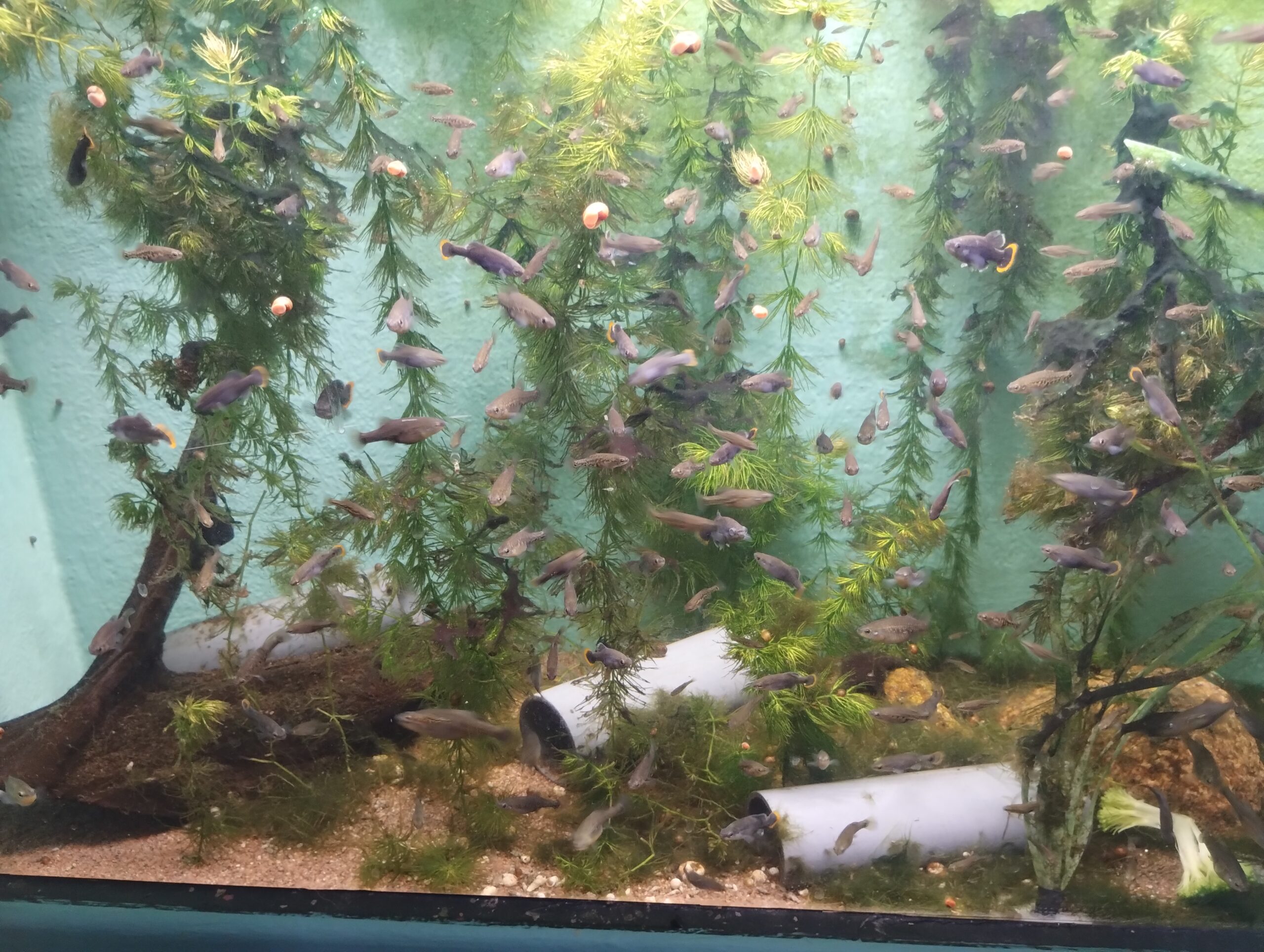 Backstage breeding tank Zoogoneticus tequila, Malmö Museum, Malmö, Sweden