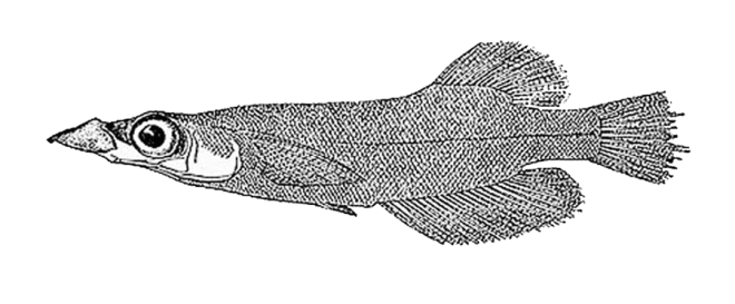 Shoal_Lost_Species_Duckbilled_Buntingi-01 1