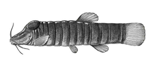 Shoal_Lost_Species_Fat_Catfish-01 1