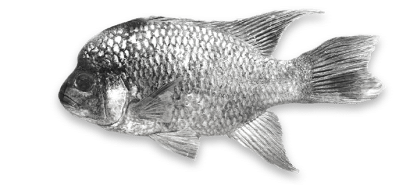 Shoal_Lost_Species_Itasy_Cichlid-03a 1