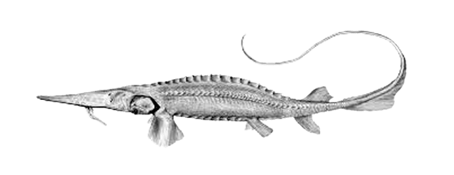 Shoal_Lost_Species_Syr_Darya_Shovelnose_Sturgeon-01 1