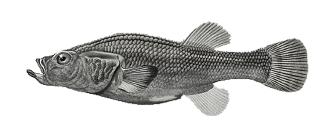 Shoal_Lost_Species_Titicaca_Orestias-01 1