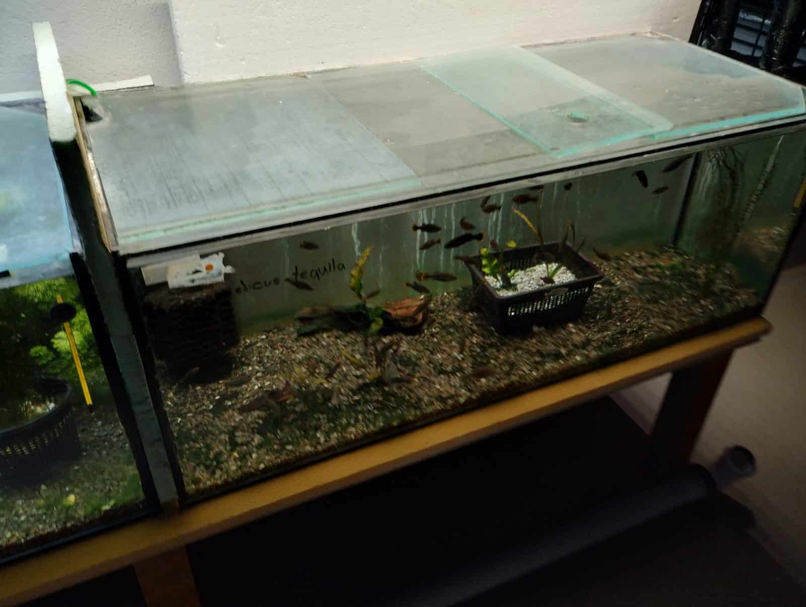 1000 Arten Projekt, Berlin