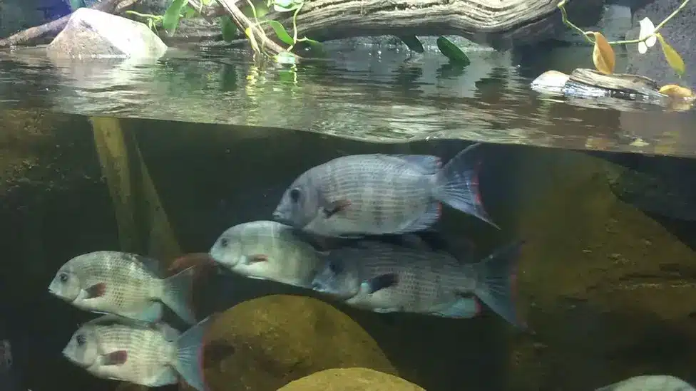 _108041556_damba.jpg