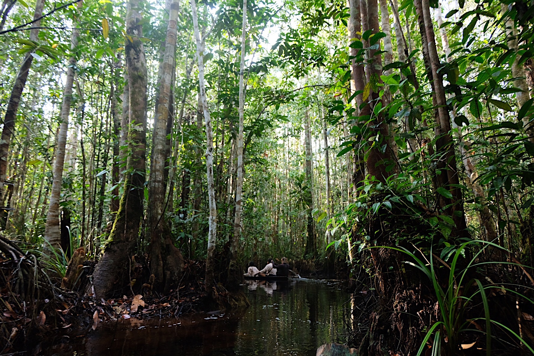 Bangka Island peat swamp forest – home of Betta burdigala
