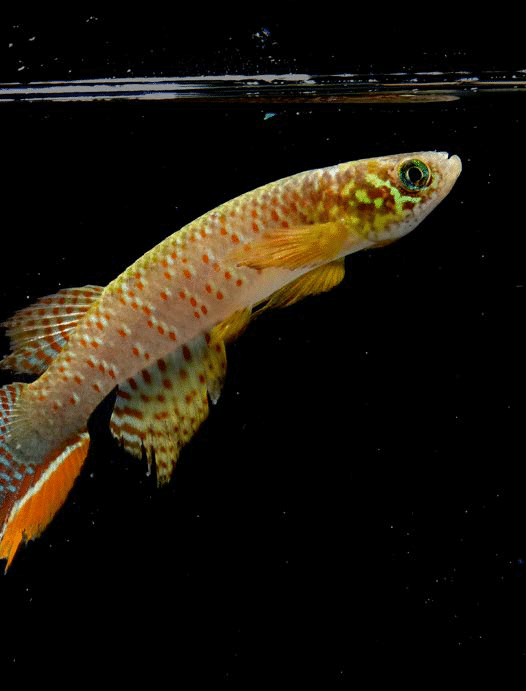 A913327fx_13ku7ul_18ng