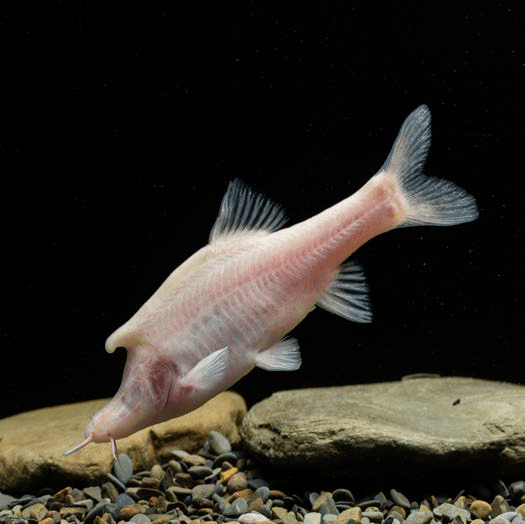 A91eg24tj_13ku7uh_18ng