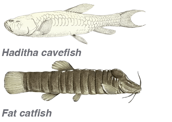 LostCatfishFULL