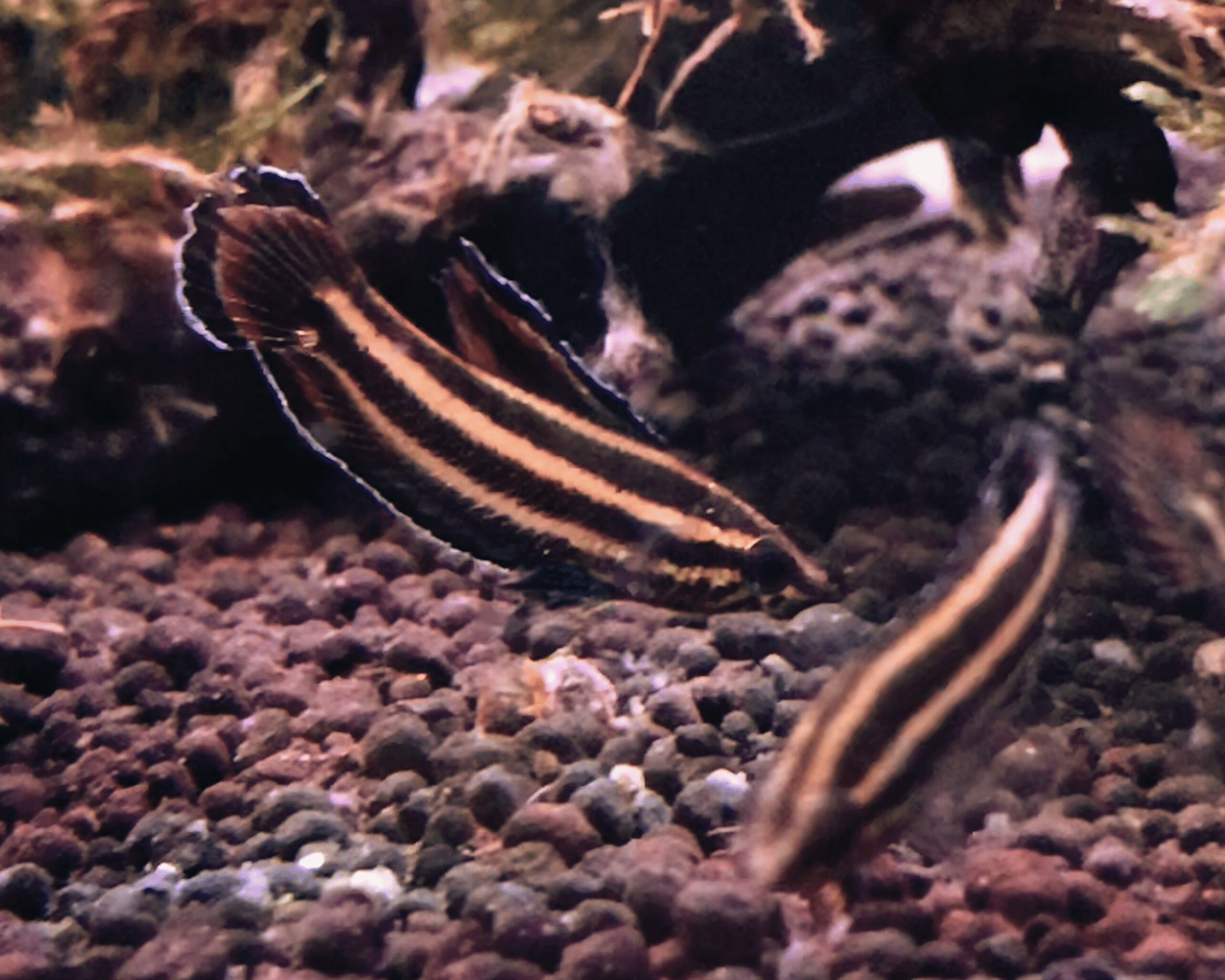 Parosphromenus tweediei