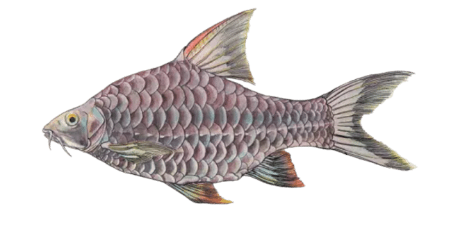 Shoal_Lost_Species_Ammanite_Barb-01-1