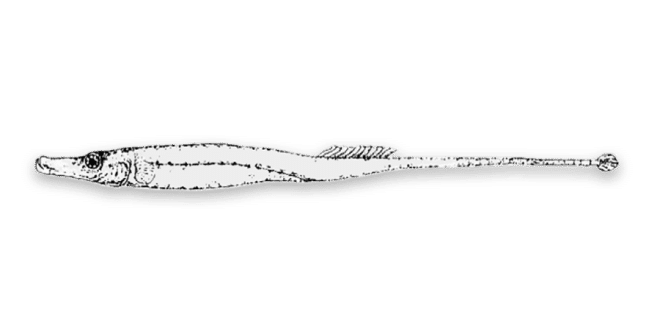 Shoal_Lost_Species_Spinach_Pipe-fish-01-1