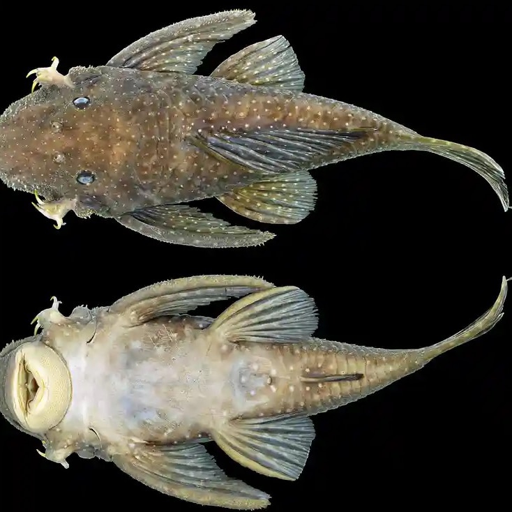Wolverine-Fish