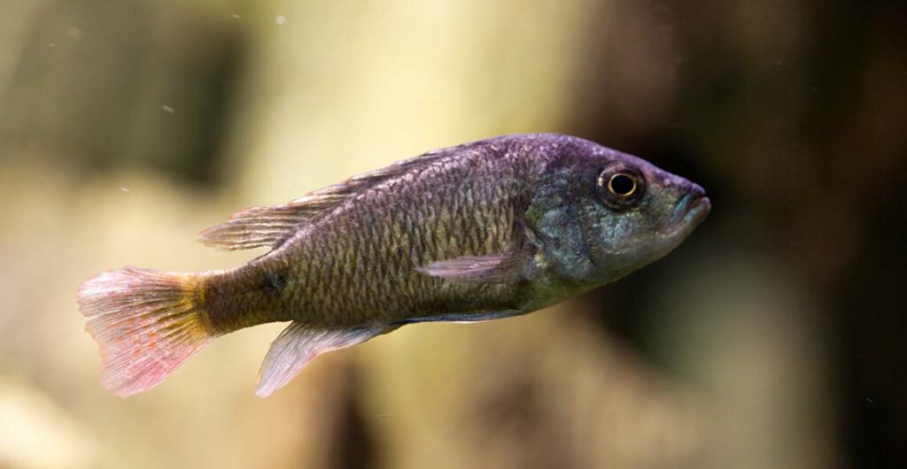 freshwater-conservation-full-width.jpg.thumb.1160.1160