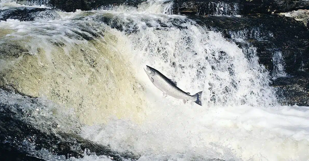 freshwater-fish-conservation-1614179541623
