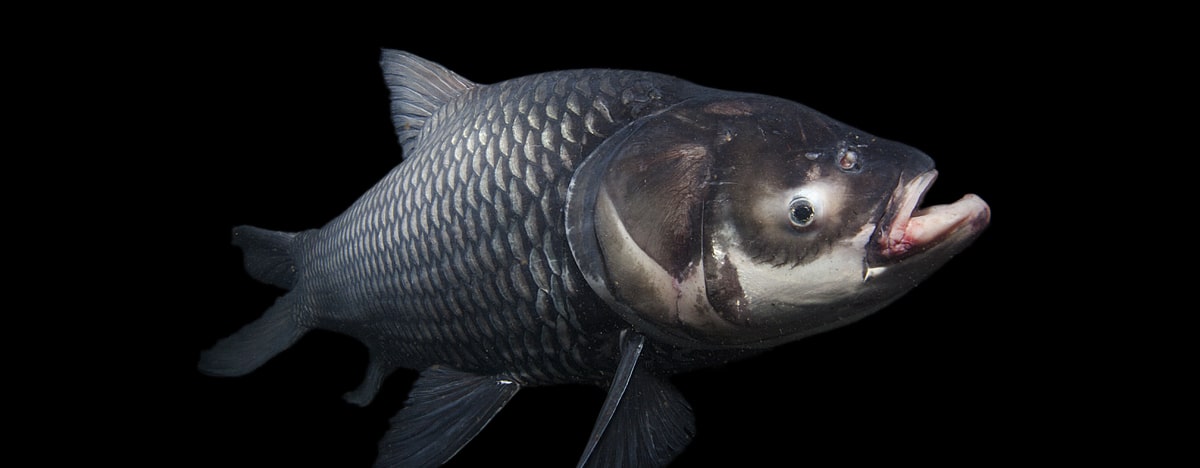 giant-carp-cZeb-Hogan_1200px-cropped