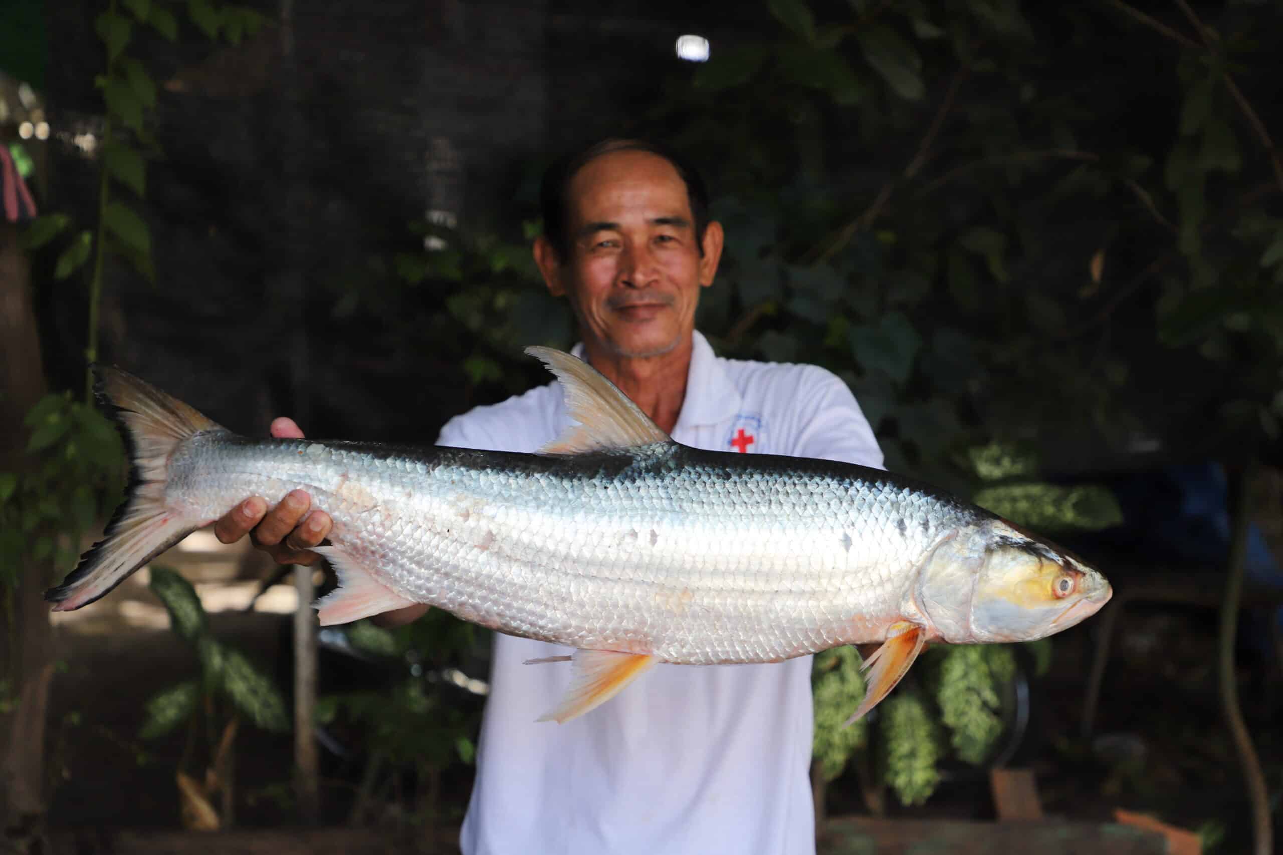 Giant Salmon Carp (Aaptosyax grypus) rediscovered in Cambodia. Photo Courtesy of Chhut Chheana, USAID Wonders of the Mekong