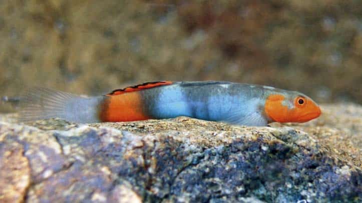 more-freshwater-fish-species-described-1