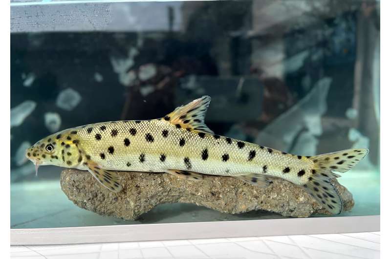 the-leopard-barbel-fis-1