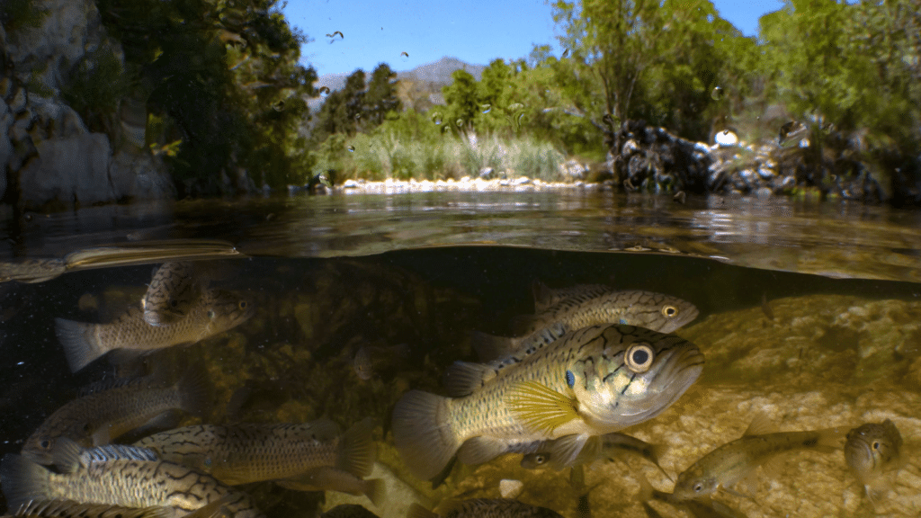 A photograph of a school of brown fish underwater, with the waterline bisecting the image so you can see the trees and plants above water too.