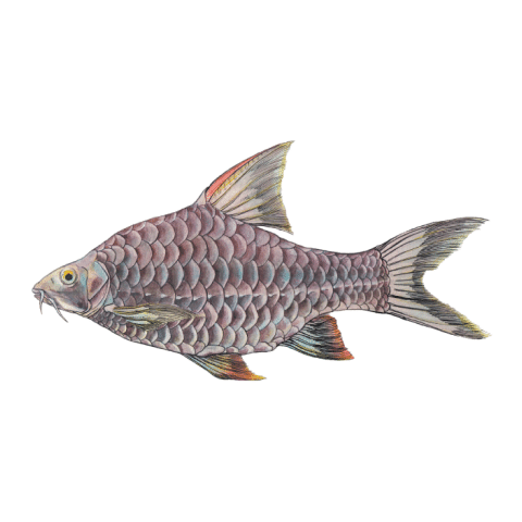 Annamite barb (wb)