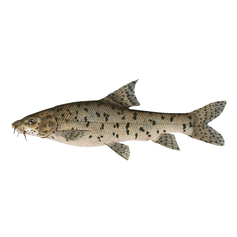 Leopard Barbel (wb)