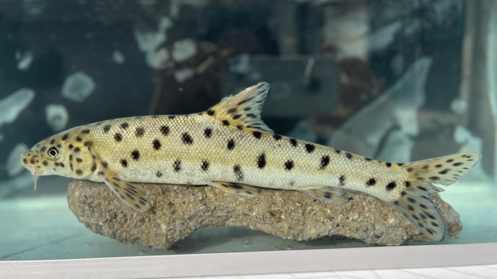 A photograph of a leopard spotted fish.
