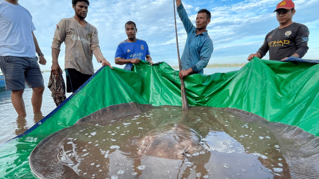 A giant freshwater stingray on green tarpaulin, being held up by four men.